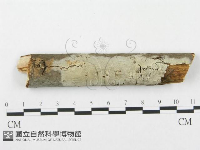 登錄號:F0001967藏品圖，第1張