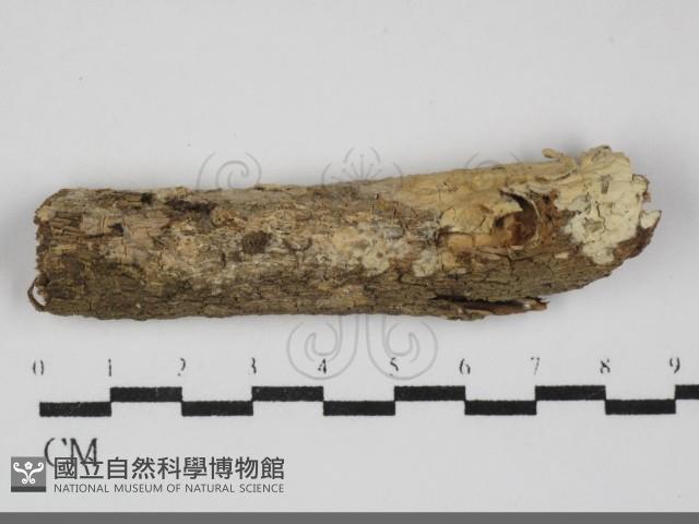 登錄號:F0031967藏品圖，第1張