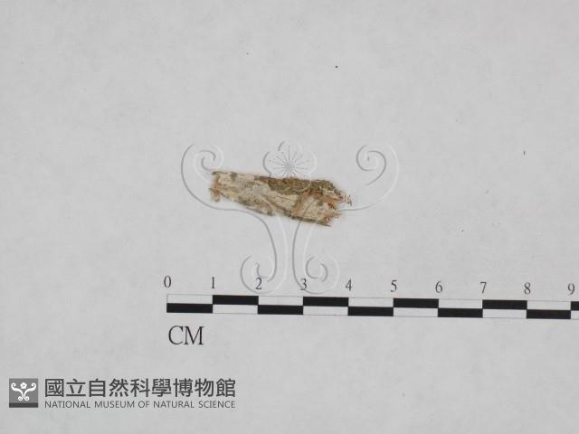 登錄號:F0024967藏品圖，第1張