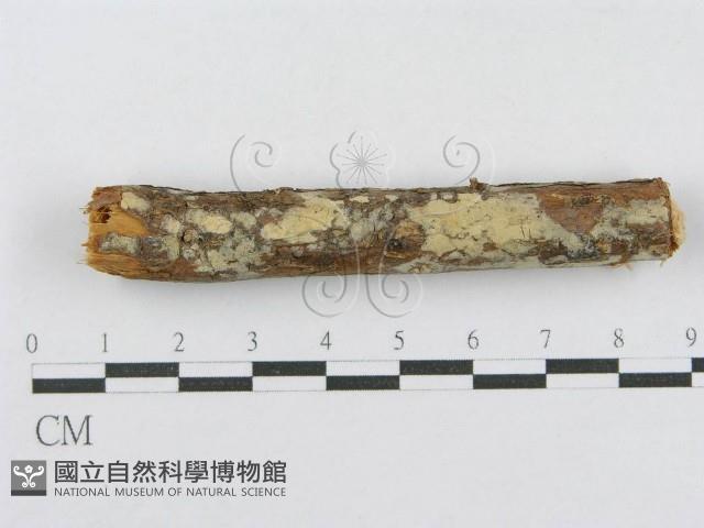 射脈菌屬藏品圖，第1張