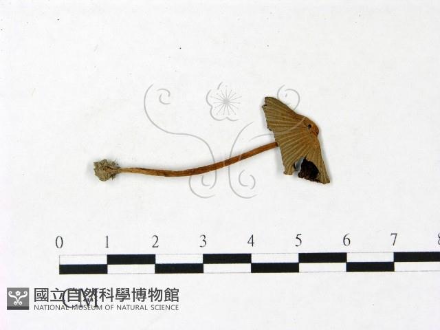 鬼傘屬藏品圖，第1張