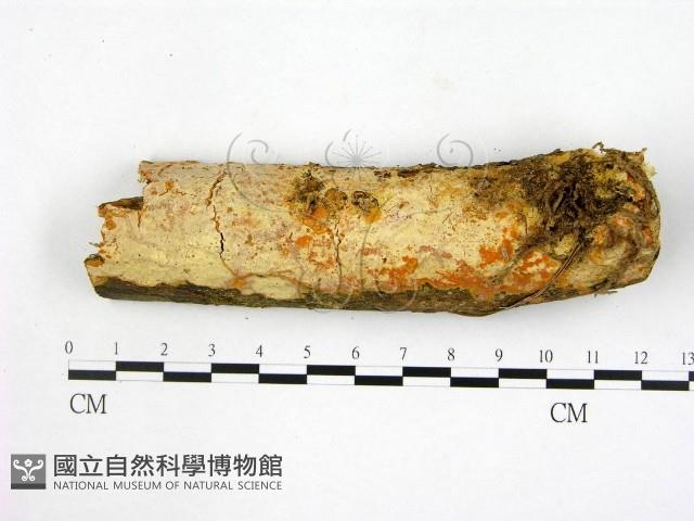 登錄號:F0002967藏品圖，第1張