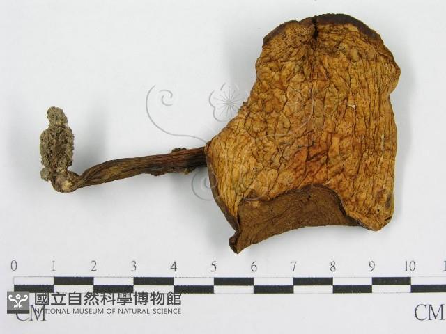登錄號:F0012967藏品圖，第1張