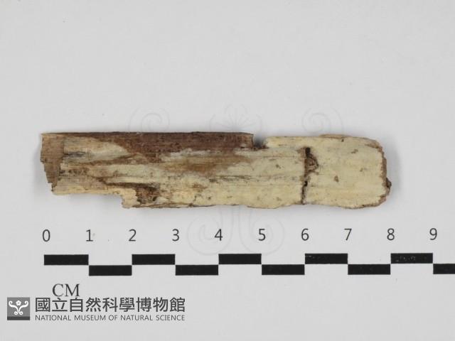 登錄號:F0032967藏品圖，第1張