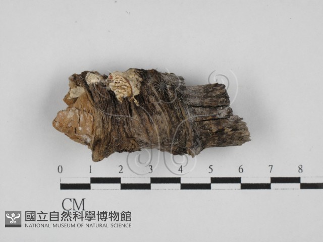 登錄號:F0027967藏品圖，第1張
