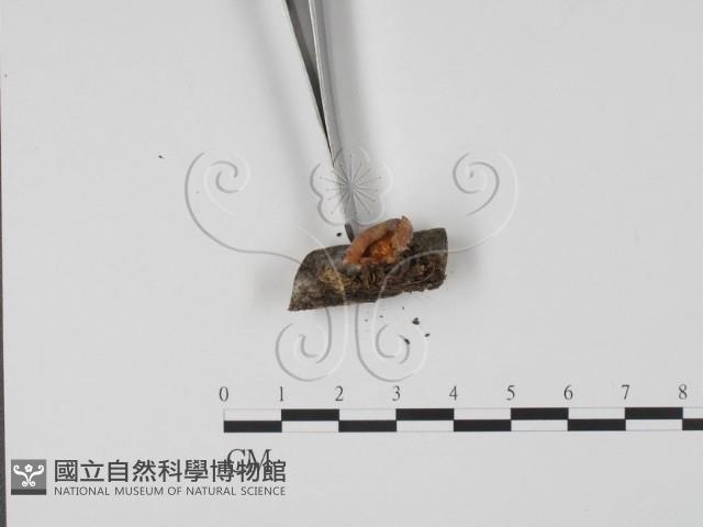 登錄號:F0017967藏品圖，第1張