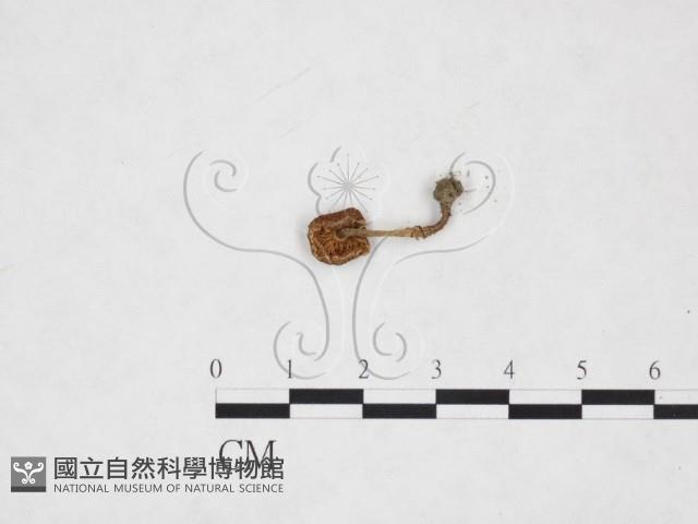 登錄號:F0025967藏品圖，第1張