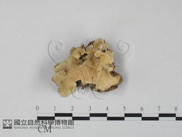 雲芝藏品圖，第1張