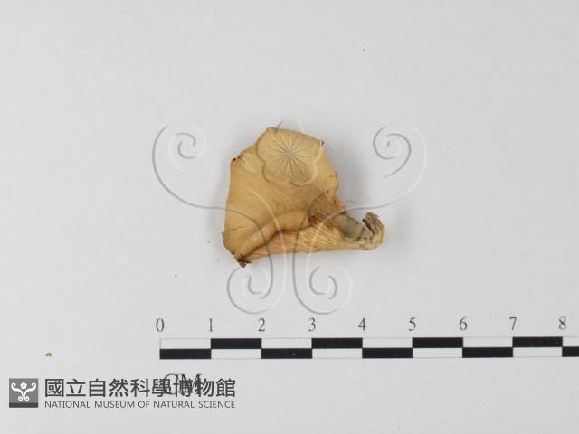 登錄號:F0023967藏品圖，第1張