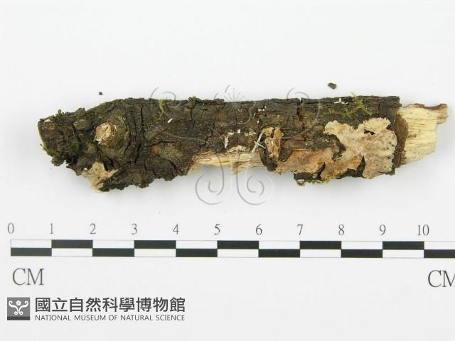 射脈菌屬藏品圖，第1張