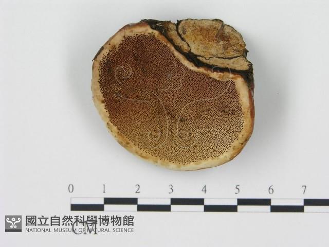 松生擬層孔菌藏品圖，第1張