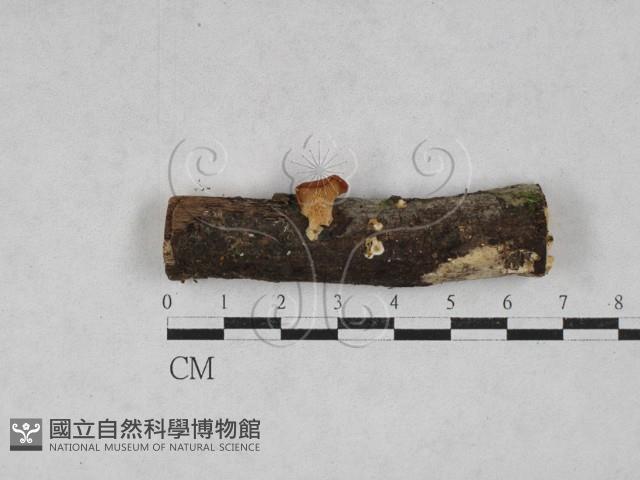 登錄號:F0028667藏品圖，第1張