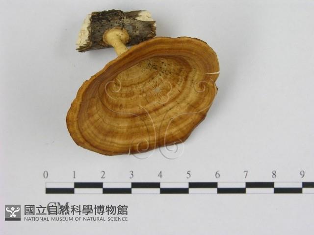 黄柄小孔菌藏品圖，第1張