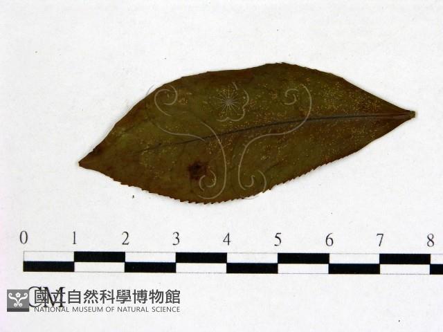 登錄號:F0020667藏品圖，第1張