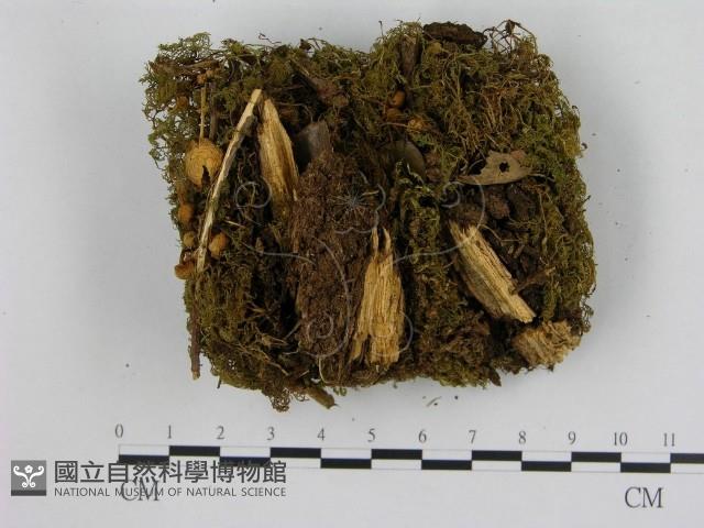 小菇屬藏品圖，第1張