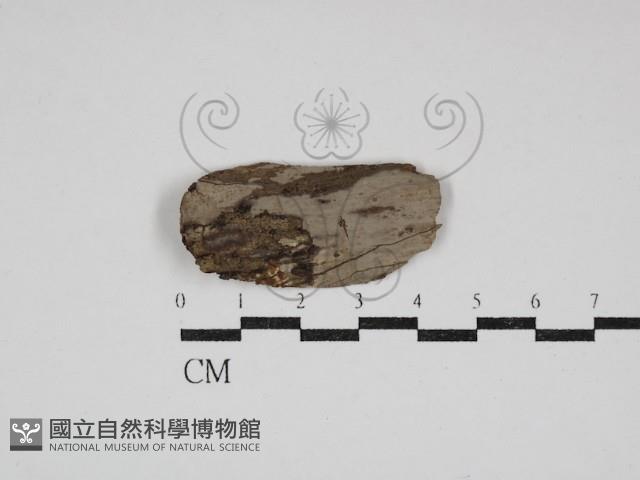 筍殼菌屬藏品圖，第1張