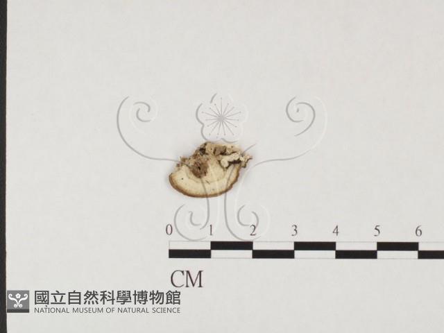 登錄號:F0026667藏品圖，第1張