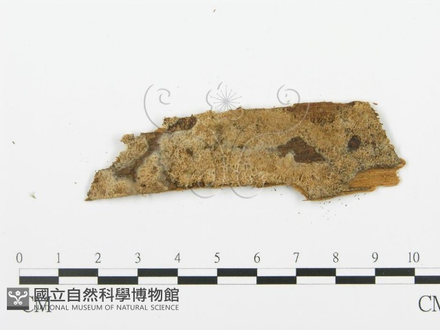 登錄號:F0006667藏品圖，第1張