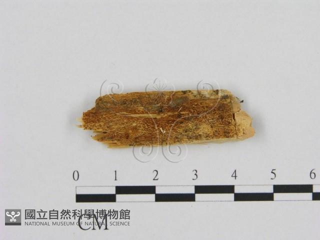 登錄號:F0016667藏品圖，第1張