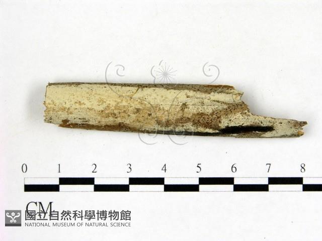 冇骨消絲齒菌藏品圖，第1張