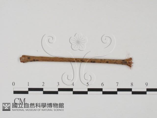 登錄號:F0011667藏品圖，第1張