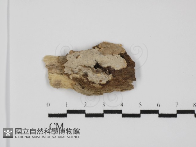 刺皮菌屬藏品圖，第1張