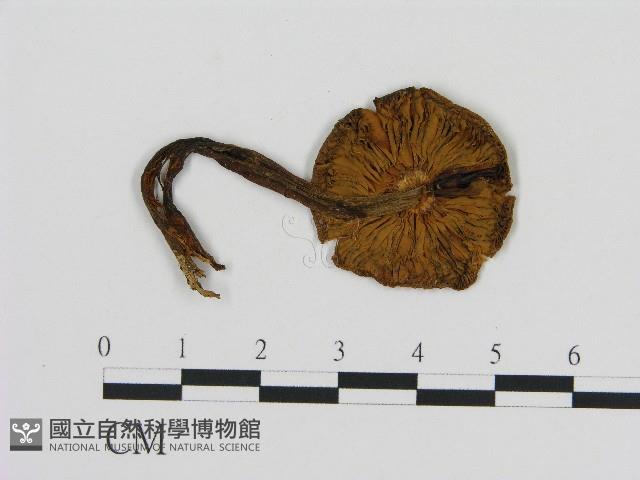 登錄號:F0004667藏品圖，第1張