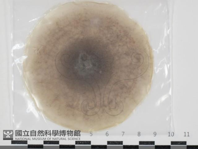 登錄號:F0034667藏品圖，第1張