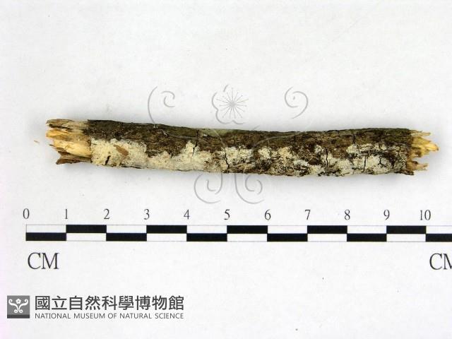 登錄號:F0022667藏品圖，第1張