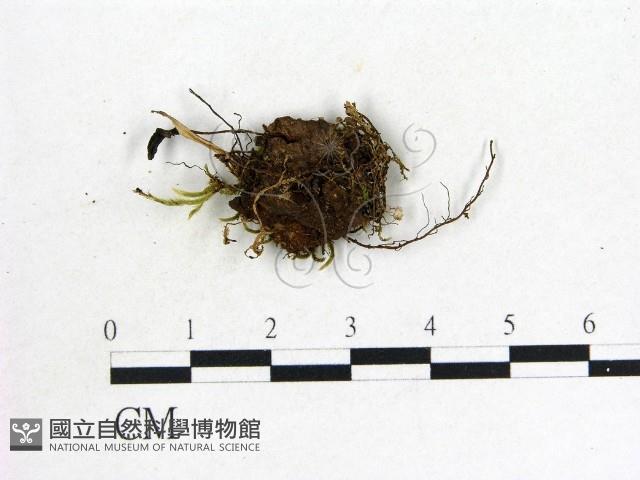 鬼傘屬藏品圖，第1張