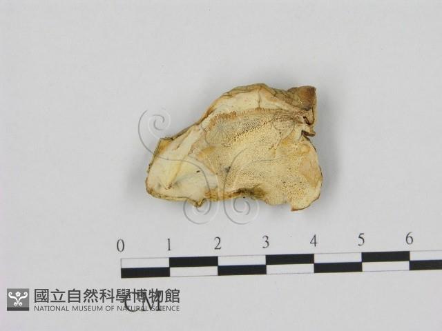 登錄號:F0012667藏品圖，第1張