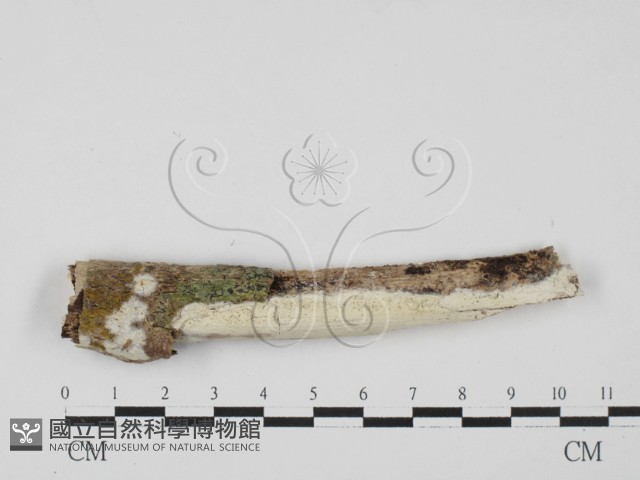 絲皮菌屬藏品圖，第1張