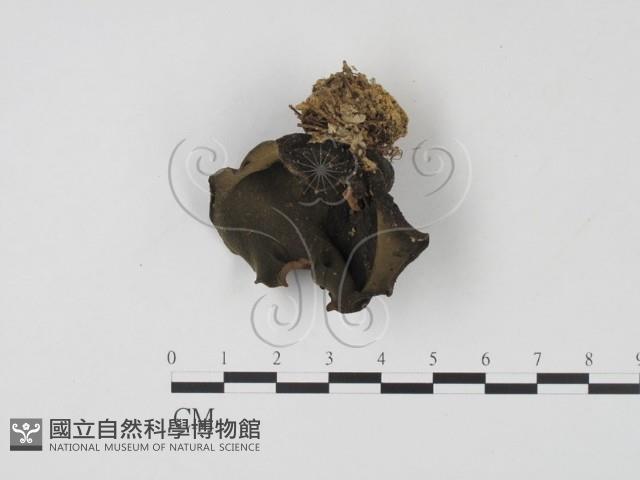 登錄號:F0007667藏品圖，第1張