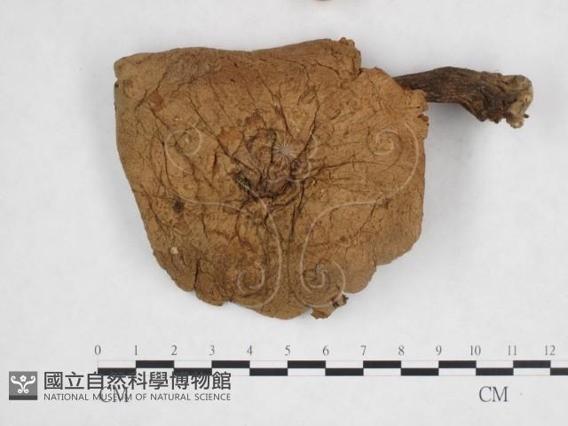 登錄號:F0025667藏品圖，第1張