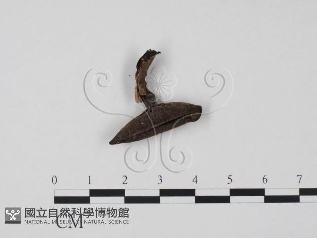登錄號:F0019667藏品圖，第1張