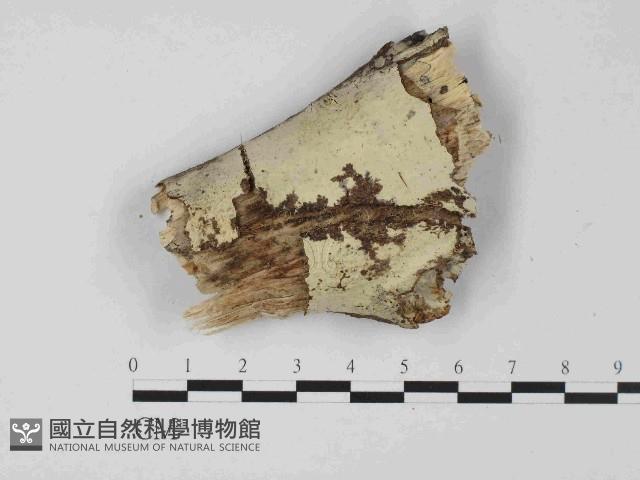 絲皮菌屬藏品圖，第1張