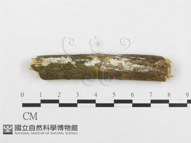 骨皮菌屬藏品圖，第1張