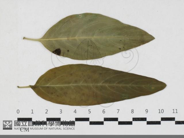 登錄號:F0033667藏品圖，第1張