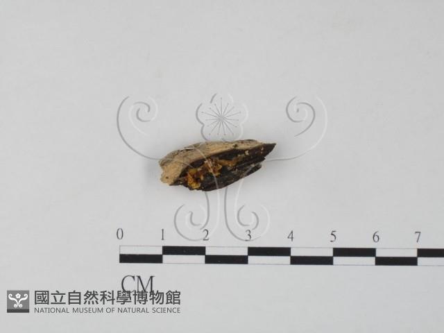 銀耳屬藏品圖，第1張