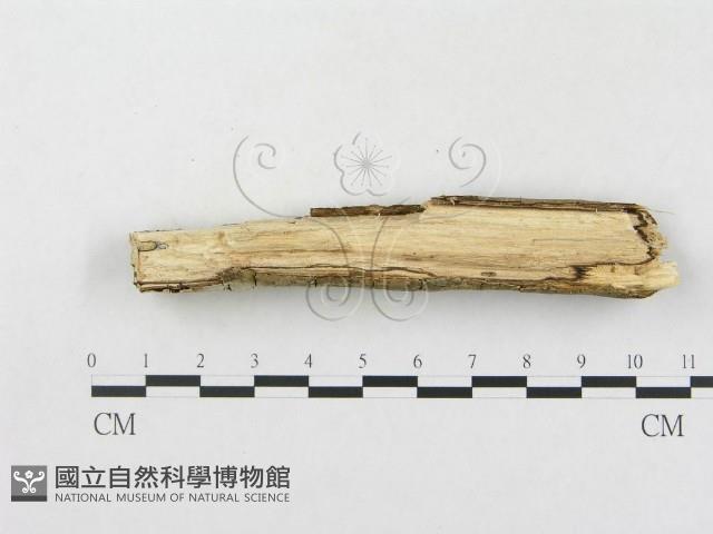 樹脂殼菌屬藏品圖，第1張