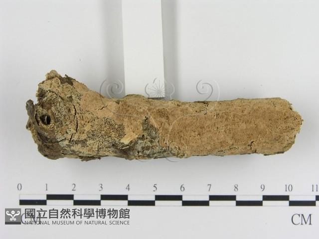 登錄號:F0000467藏品圖，第1張