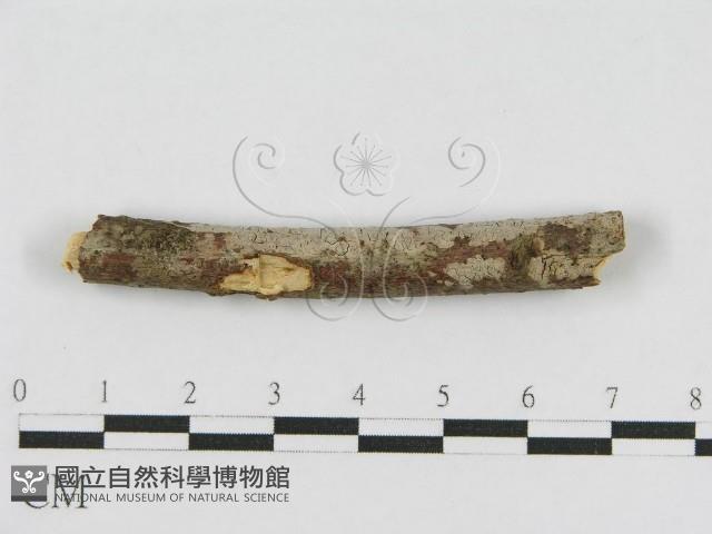 登錄號:F0010467藏品圖，第1張