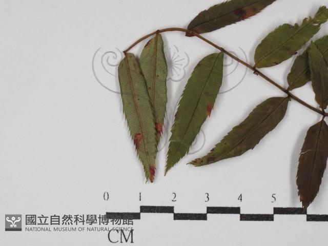 登錄號:F0030467藏品圖，第1張