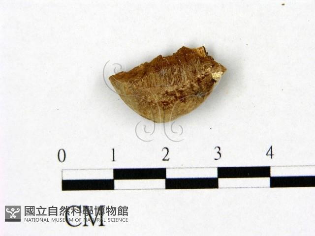 登錄號:F0006467藏品圖，第1張