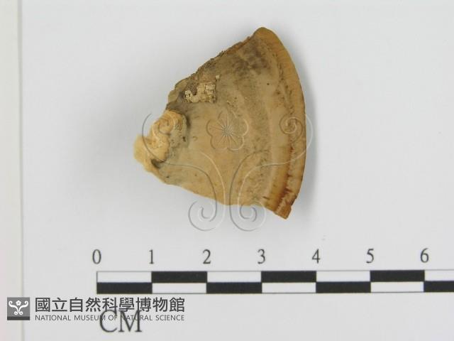 登錄號:F0016467藏品圖，第1張