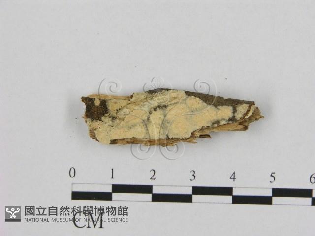 登錄號:F0001467藏品圖，第1張
