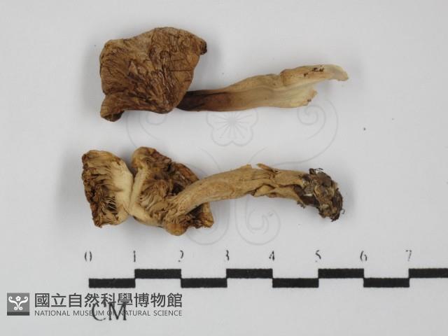 登錄號:F0031467藏品圖，第1張