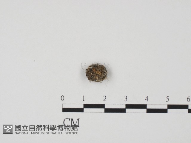 登錄號:F0004467藏品圖，第1張
