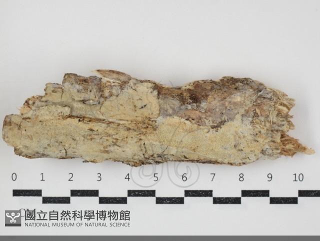 登錄號:F0034467藏品圖，第1張