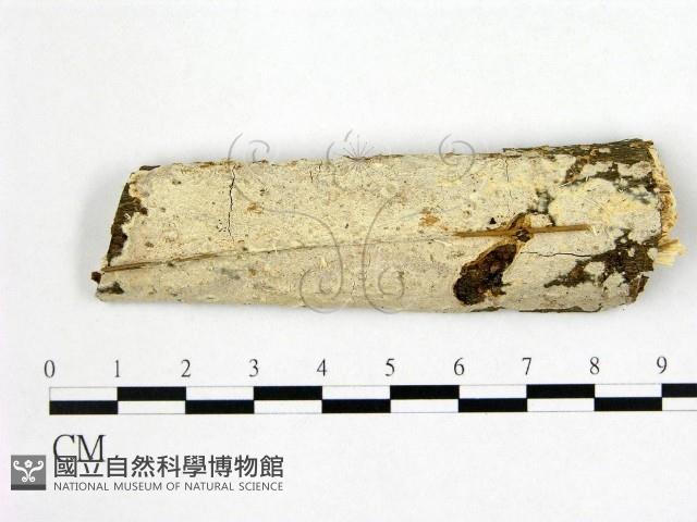刺皮菌屬藏品圖，第1張